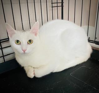 Bianca, adult, available for adoption