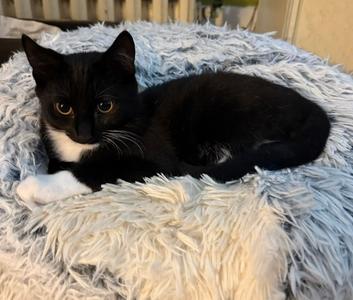 Cypress, kitten, available for adoption