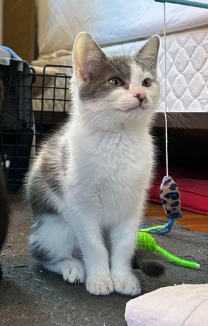 Erica, kitten, available for adoption