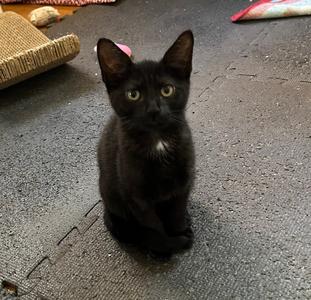 Betsy, kitten, available for adoption