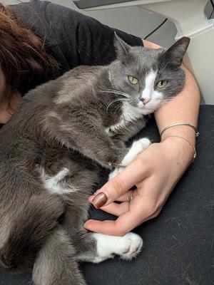 Maressa, adult, available for adoption