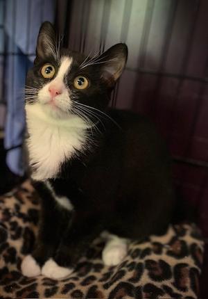 Sequoia, kitten, available for adoption