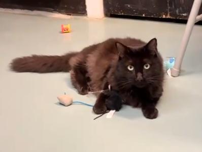 A black cat with long fur is lying on a light-colored floor, looking directly at the camera. It is surrounded by a few toys, including a small mouse toy and a ball. The background includes a white pole and a dark door.