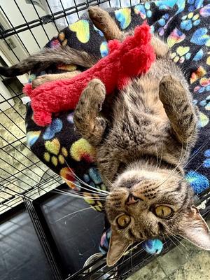 Elsie, adult, available for adoption
