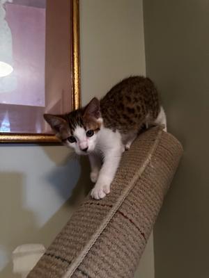 Lenni, kitten, available for adoption