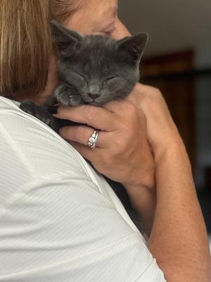 Peppy, kitten, available for adoption