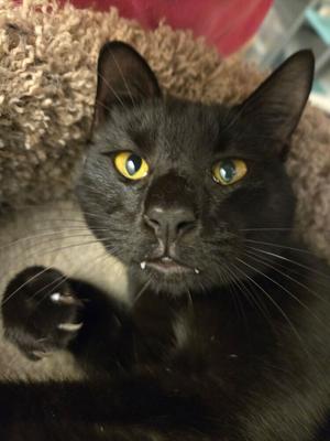 A black cat with yellow eyes lying on a brown, textured surface.