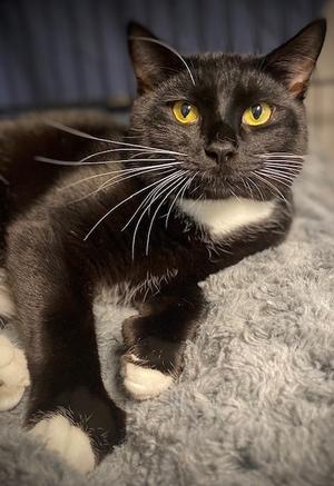 Crumpet, adult, available for adoption