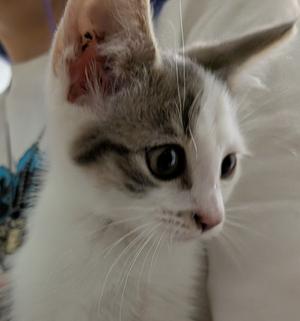 close-up of a white and gray cat with large eyes