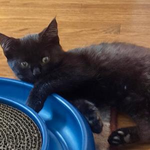Nucci, kitten, available for adoption