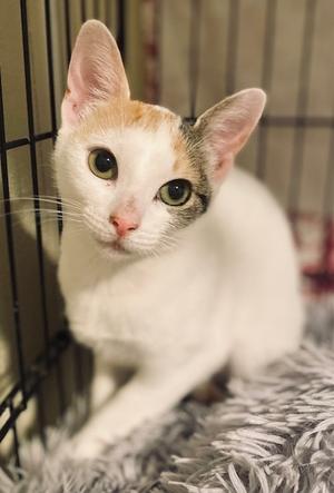 Mary, adult, available for adoption