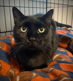 Ombre, adult, available for adoption