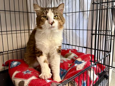 Cinco, adult, available for adoption