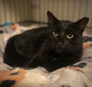 Nori, adult, available for adoption