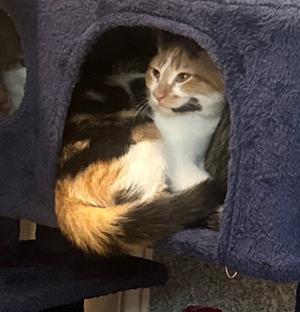 Rey, kitten, available for adoption