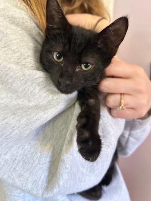Pedro, kitten, available for adoption