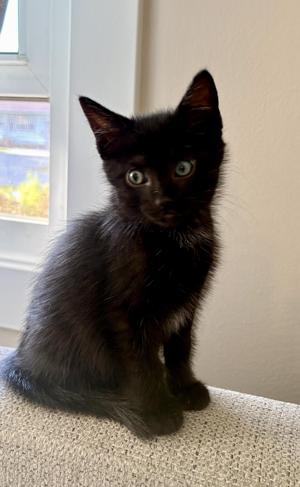 Ciabatta, kitten, available for adoption