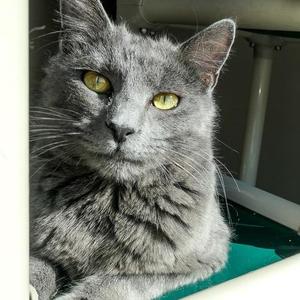 Apollo, adult, available for adoption