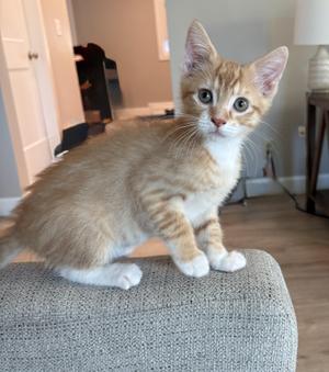An orange tabby kitten sitting on a textured gray ottoman.