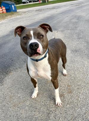 A brown and white pit bull terrier standing on a paved surface, looking directly at the camera with its tongue slightly out.