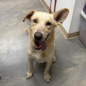 A light-colored dog with its tongue hanging out is sitting and looking up at the camera.