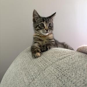 A tabby kitten sits on a textured, light-colored surface.
