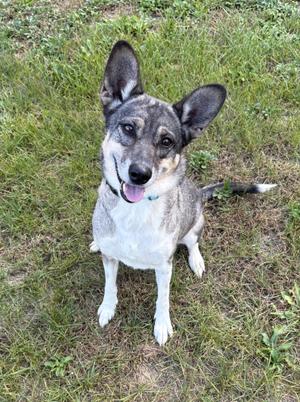 A dog with a black and white coat, standing on grass and looking up with its tongue out.