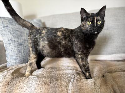 Banshee, adult, available for adoption