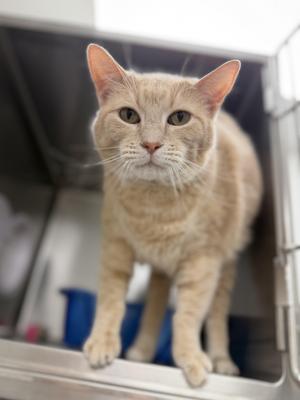 Levi, adult, available for adoption