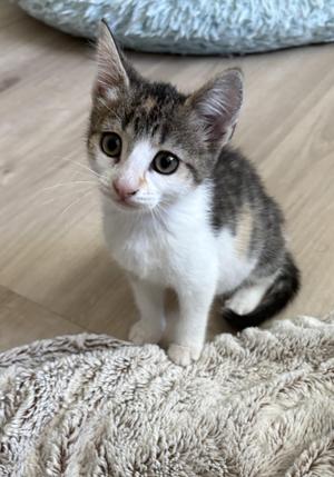 A small tabby and white kitten sitting on a soft, textured blanket with a fluffy bed in the background.