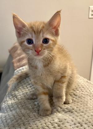 A small, orange tabby kitten with wide blue eyes sits on a textured blanket.