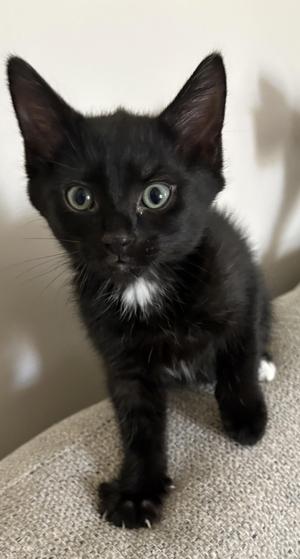 Hex, kitten, available for adoption