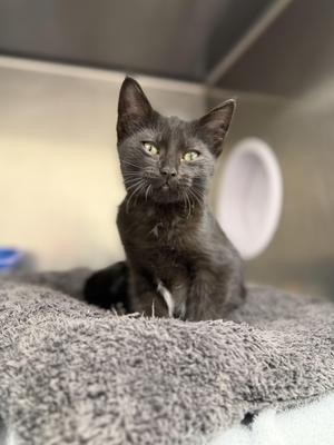 Kenna, young, available for adoption