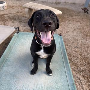 A black dog with a white chest and paws is sitting on a green mat, looking up with its mouth open and tongue out. The dog is wearing a chain collar and appears to be in an outdoor area with a concrete surface and a wooden structure in the background.