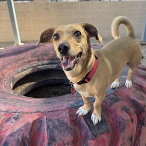 A happy brown dog with a red collar standing on a large tire.