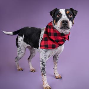 A dog wearing a red and black bandana