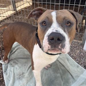 Buzz, Pit Bull Terrier, adult, available for adoption