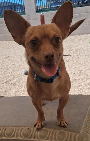 Shaquille O'Neal, Chihuahua, adult, available for adoption