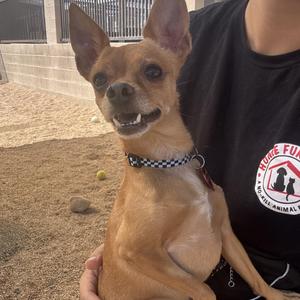 Chilly, Chihuahua, adult, available for adoption