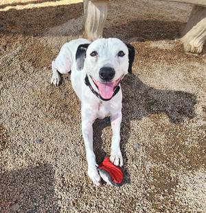 A white dog with black spots is lying on the ground, holding a red toy in its mouth. The dog has a happy expression with its tongue out. The background is a sandy area with some shadows.