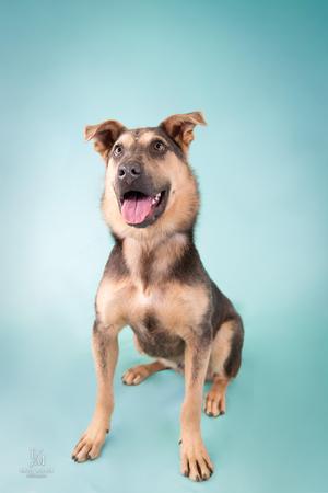 A happy dog with a black and brown coat sitting on a blue background, its mouth open and tongue out, looking up.