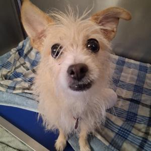 A small, fluffy dog with white and light brown fur, sitting on a blue and white checkered blanket. The dog has large, expressive eyes and perked-up ears, looking directly at the camera.