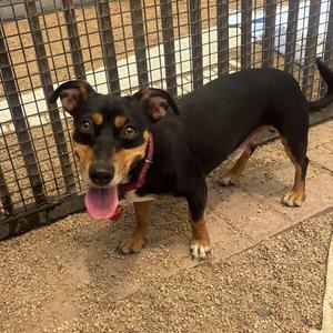 Doppler, Dachshund, adult, available for adoption