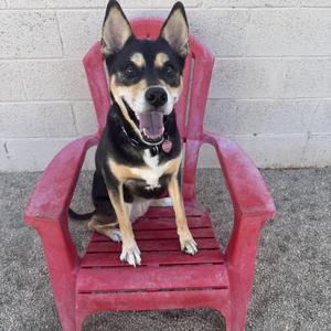 Mavis, Australian Cattle Dog / Blue Heeler, adult, available for adoption