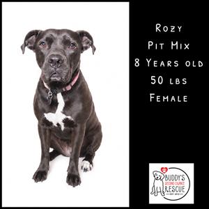 A black pit mix dog named Rozy, 8 years old, 50 lbs, female, sitting and looking at the camera. To the right of the dog is black background with text detailing the dog's information and a logo for Buddy's Second Chances Rescue.