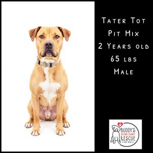 A tan pit mix dog named Tater Tot, 2 years old, 65 lbs, male. The dog is sitting and looking at the camera.