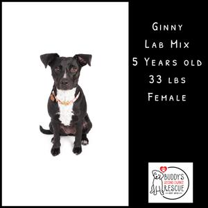 A black and white dog with a white chest, sitting on a white background. The dog is wearing a collar and has a tag. The text on the right side of the image reads "Ginny, Lab Mix, 5 Years Old, 33 lbs, Female". There is also a logo for Buddy's Pet Rescue at the bottom right corner.
