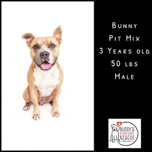 A brown and white pit mix dog sitting on a white background with text on the right side of the image describing the dog as 'Bunny, Pit Mix, 3 Years Old, 50 lbs, Male' and a logo for Buddy's Pet Rescue at the bottom right corner.