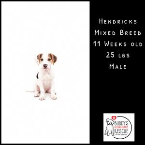 A small dog with a white and brown coat, sitting on a white background. The dog has floppy ears and a black nose. The text on the right side of the image reads "Hendricks Mixed Breed 11 Weeks Old 25 LBS Male". There is a logo at the bottom right corner that says "Buddy's Animal Rescue" with a heart symbol.