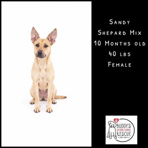 A light brown dog sitting on a white background. The dog has large ears and is looking directly at the camera. The text on the right side of the image reads "SANDY, SHEPARD MIX, 10 MONTHS OLD, 40 LBS, FEMALE" and includes a logo for Buddy's Animal Rescue.